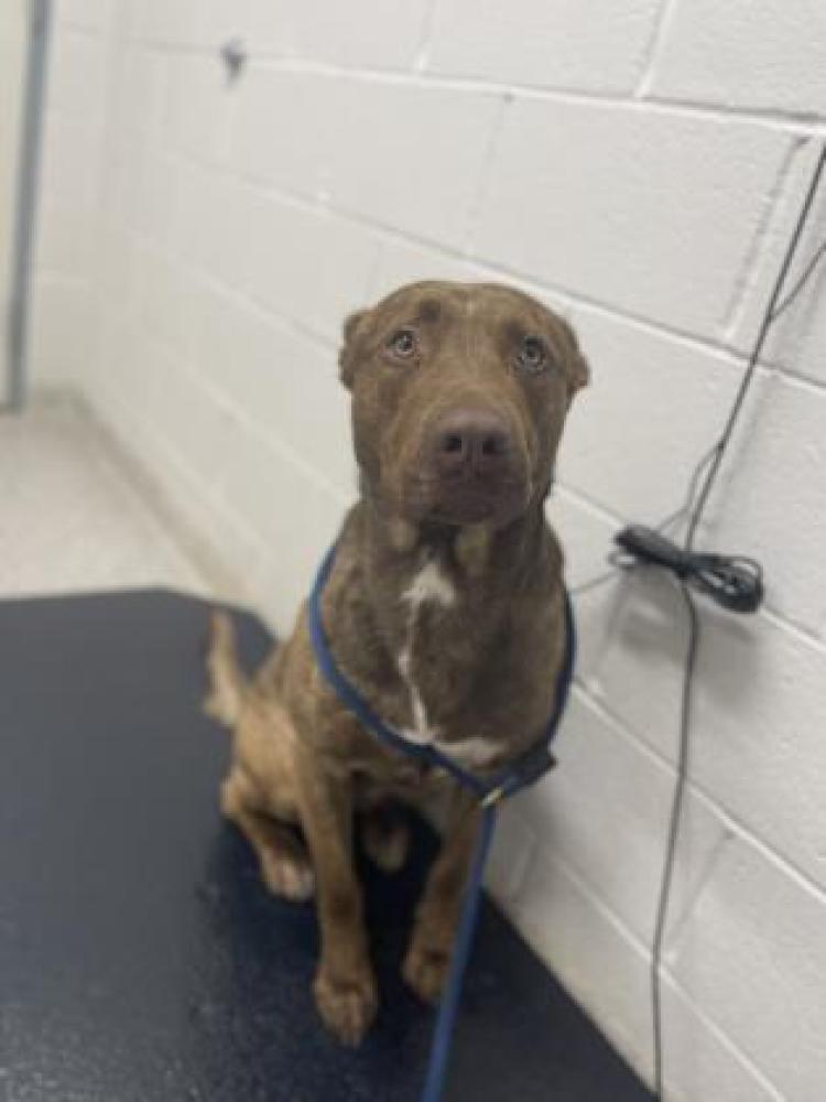 Shelter Stray Male Dog last seen Near N Glover, 21205, MD, Baltimore, MD 21230