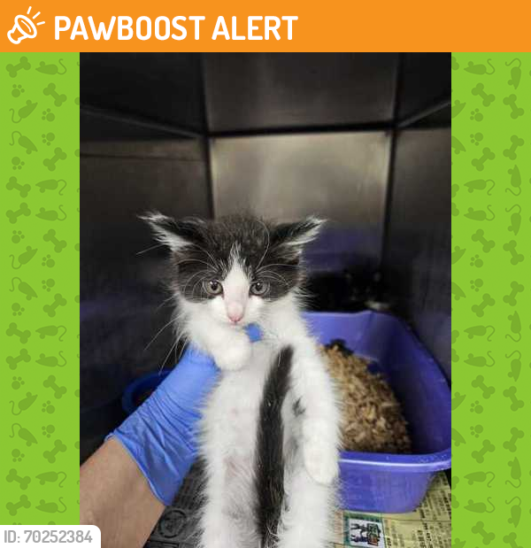 Shelter Stray Unknown Cat last seen College Station, TX 77840, Bryan, TX 77807