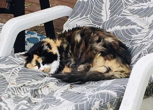 Lost Female Cat last seen East 52nd and Norwaldo, Indianapolis, IN 46205