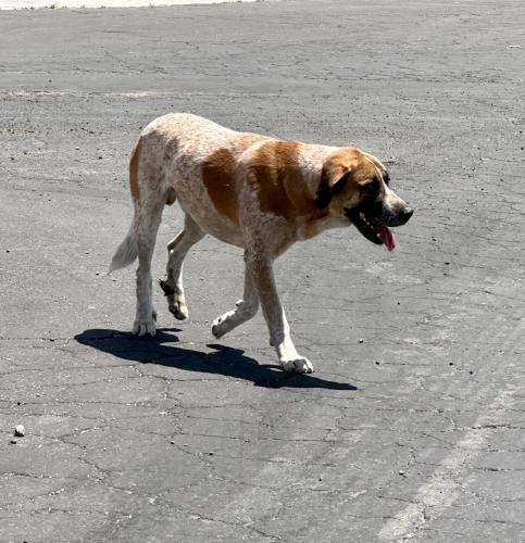 Lost Unknown Dog last seen Niles, Bakersfield, CA 93306