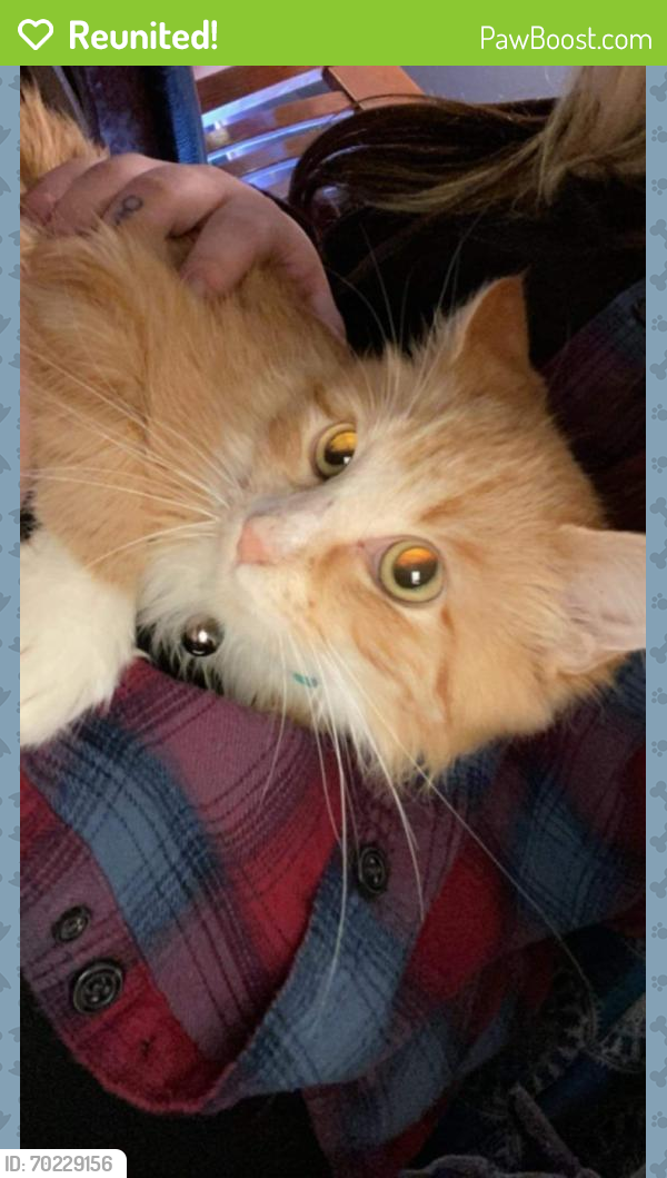 Reunited Female Cat last seen spotted on top of a shed TODAY 4/24 on Greybull Ave. missing since 4/21, Cheyenne, WY 82009