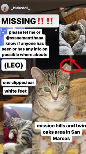Lost Male Cat last seen True Care Medical Center, San Marcos, CA 92069