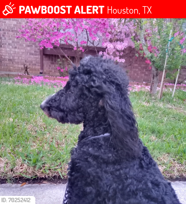Lost Female Dog last seen Fallbrook/Beltway , Houston, TX 77064