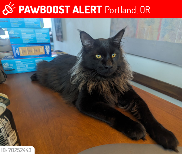 Lost Male Cat last seen SE 105 and Clinton Kelly Butte, Portland, OR 97266