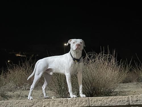 Lost Male Dog last seen Case rd and ethanac perris ca, Perris, CA 92570