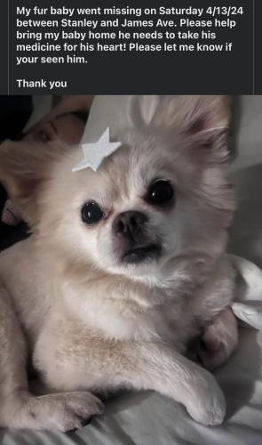Lost Male Dog last seen Yates and Stanley Ave., Fort Worth, TX, Fort Worth, TX 76115