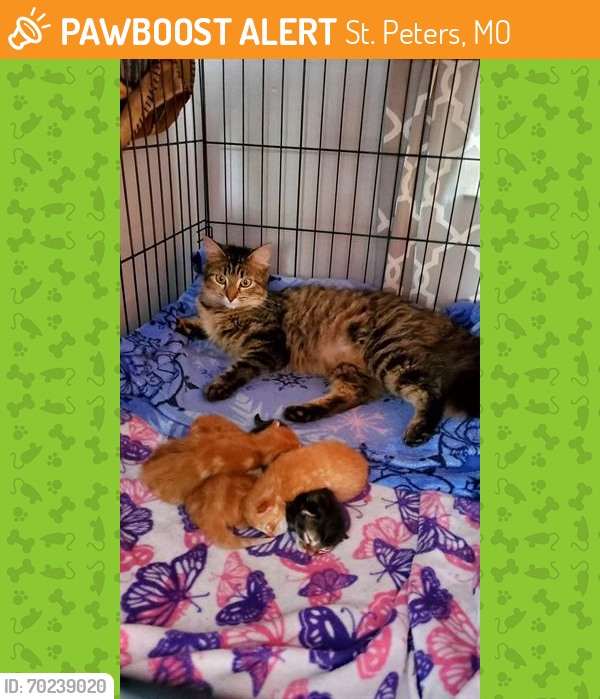 Shelter Stray Female Cat last seen WENTZVILLE, St. Peters, MO 63376
