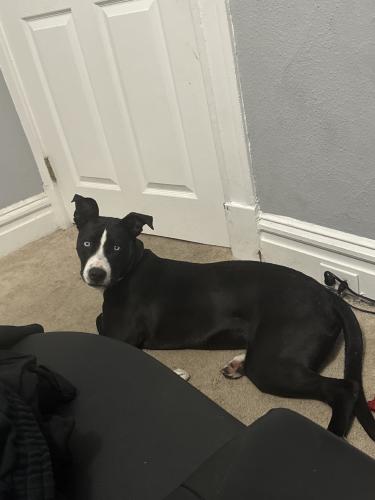 Lost Male Dog last seen Roger’s place, St. Louis, MO 63116