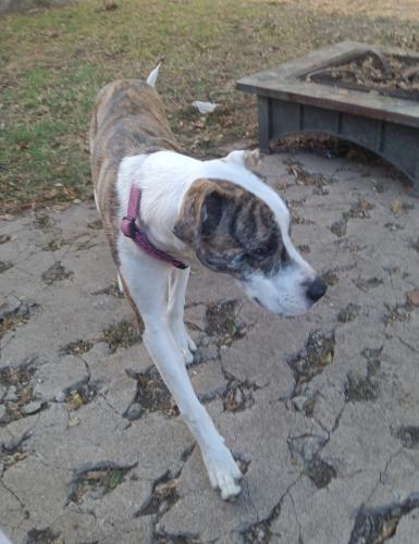 Lost Female Dog last seen Ammons st , Fort Worth, TX 76117