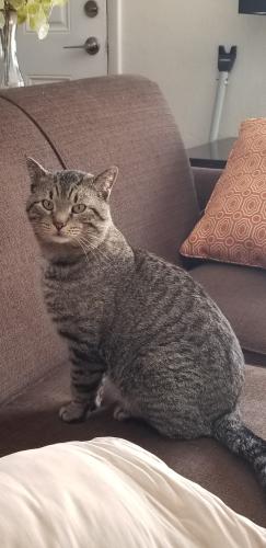 Lost Male Cat last seen 12th and Newland, Lakewood, CO 80214