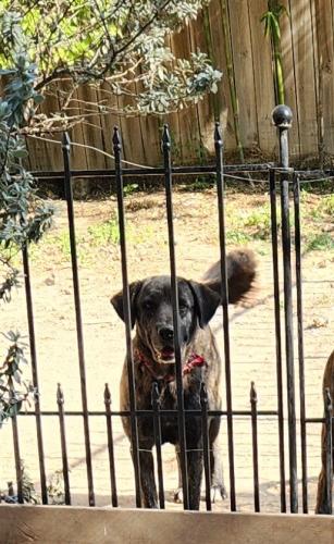 Lost Female Dog last seen Main street and North Ave, Donna, TX 78537
