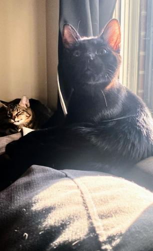 Lost Male Cat last seen Western ave and st. Anthony ave , Saint Paul, MN 55103