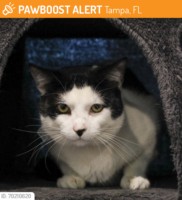 Shelter Stray Male Cat last seen , Tampa, FL 33607