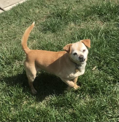 Lost Male Dog last seen 9th street & BystroM, Modesto, CA 95351
