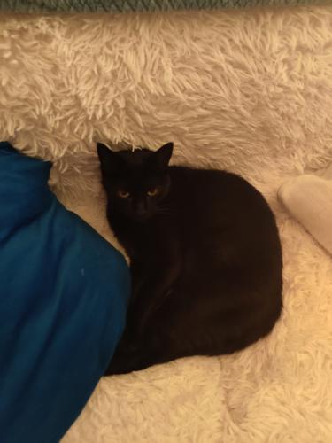 Lost Male Cat last seen 28th erson and Reed Street , Philadelphia, PA 19146