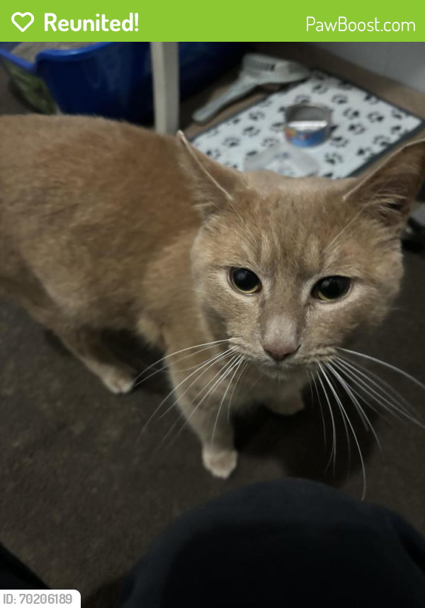 Reunited Male Cat last seen Townsend Ave , Warren, MI 48092