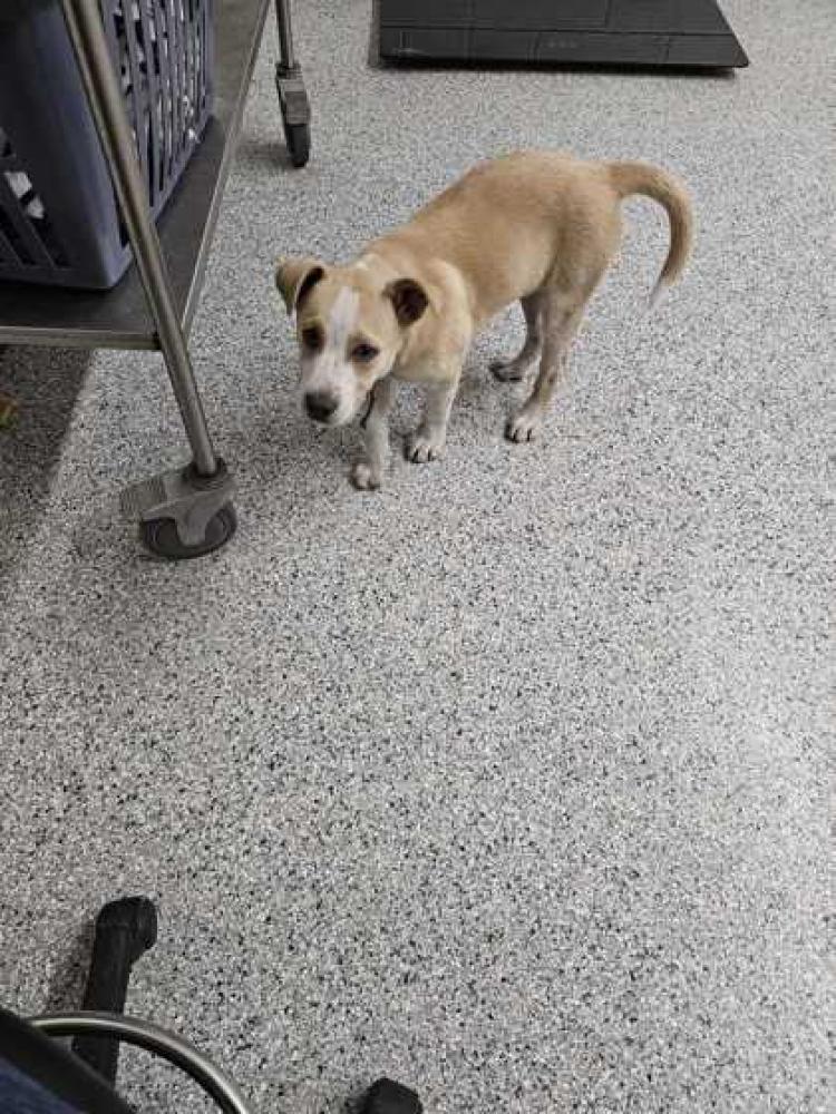 Shelter Stray Unknown Dog last seen Knoxville, TN 37921, Knoxville, TN 37919