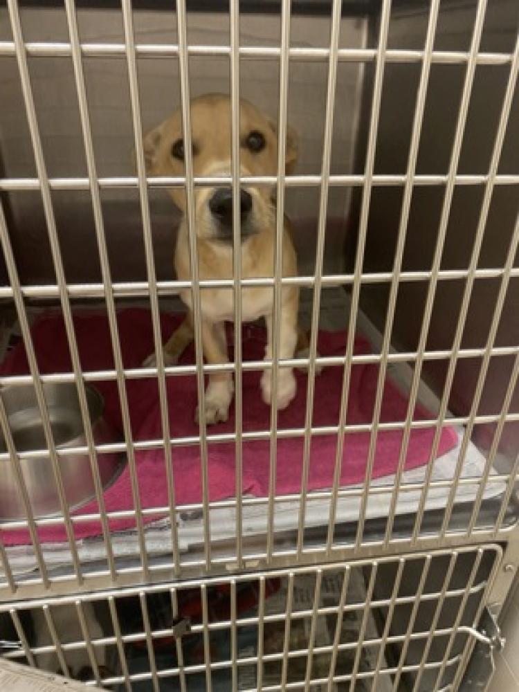 Shelter Stray Female Dog last seen Cedar Hill, TX 75104, Cedar Hill, TX 75104