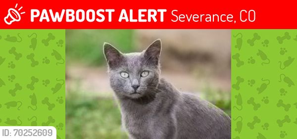 Lost Female Cat last seen Harmony and cr 21, Severance, CO 80550