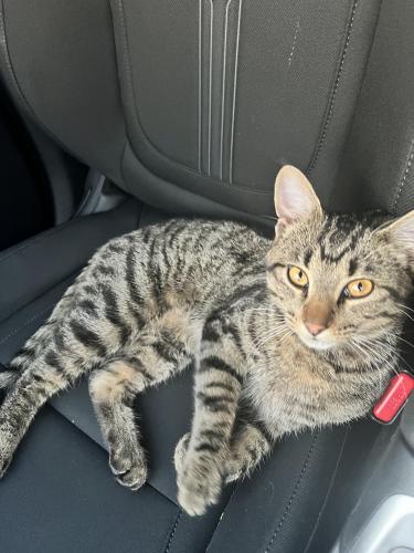 Found/Stray Male Cat last seen 101st and Memorial - Target , Tulsa, OK 74133