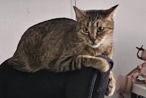 Lost Female Cat last seen Near Street, 30th Avenue, 14th Street , Queens, NY 11102