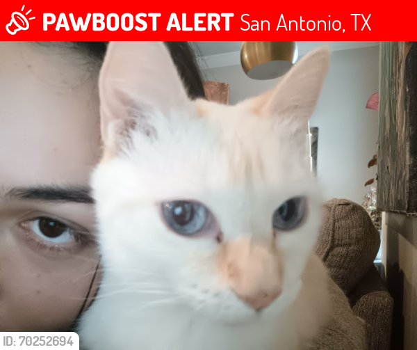 Lost Female Cat last seen Huebner , San Antonio, TX 78230