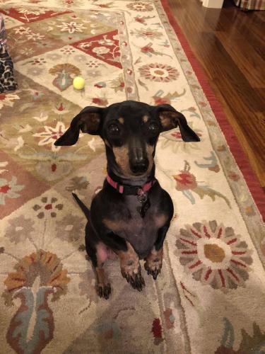 Lost Female Dog last seen Shoals Creek at Spring Cove Circle , Florence, AL 35634