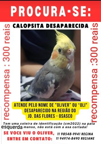 Lost Male Bird last seen Igreja Espírito Santo , Jardim das Flores, SP 06112-030