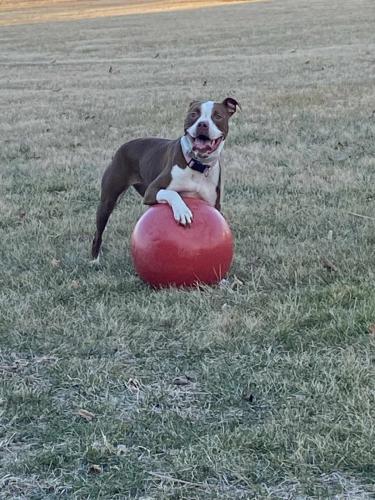 Lost Female Dog last seen Bixby and hamilton, Groveport, OH 43125