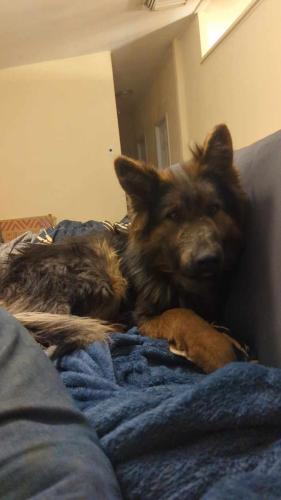 Lost Male Dog last seen Unser and mariposa, Rio Rancho, NM 87144