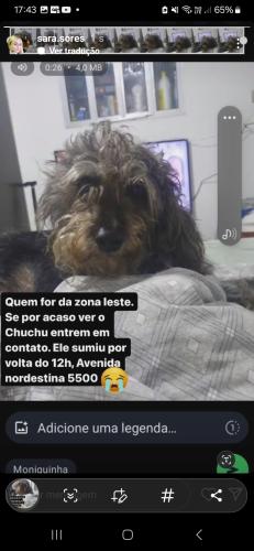 Lost Male Dog last seen Praça Amanda, próximo à AMA Júlio tupi, Parque Guaianazes, SP 08431-640