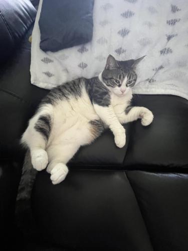 Lost Female Cat last seen Near colonial pkway Yorkville Illinois , Yorkville, IL 60560