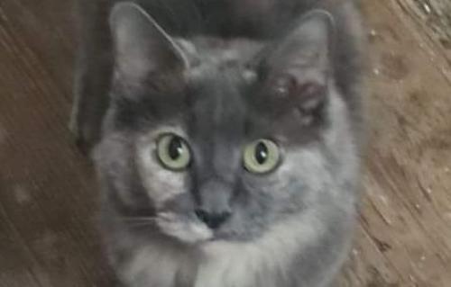 Lost Female Cat last seen Ross Street, Chillicothe, OH 45601