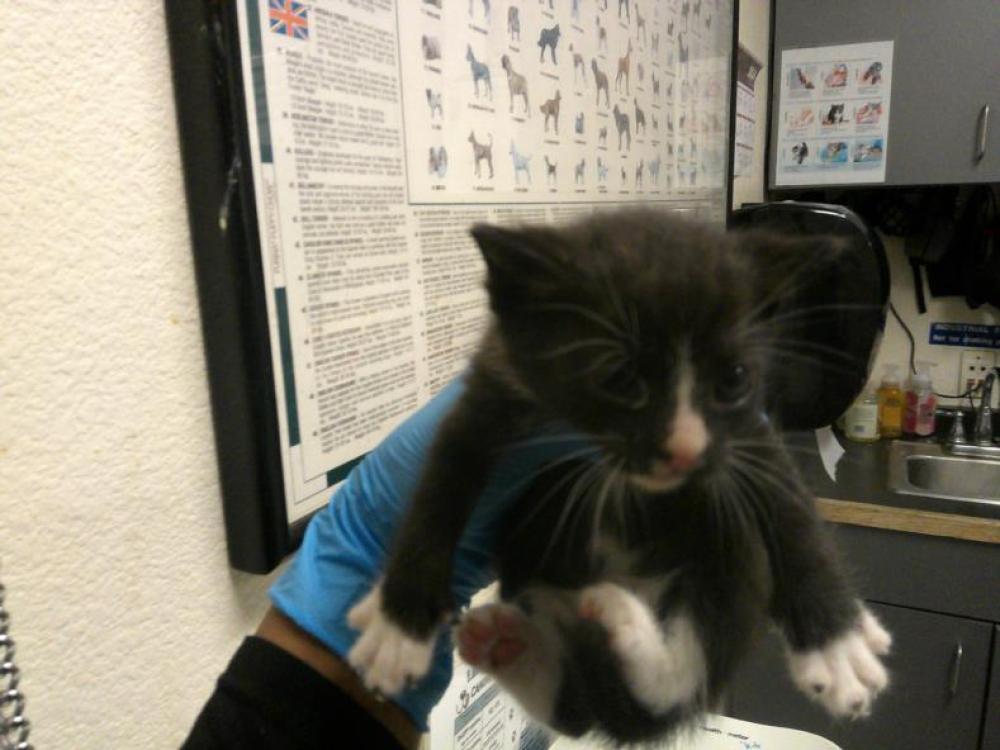 Shelter Stray Female Cat last seen Near BLK PACIFIC AVE LONG BEACH CA 90805, Long Beach, CA 90815