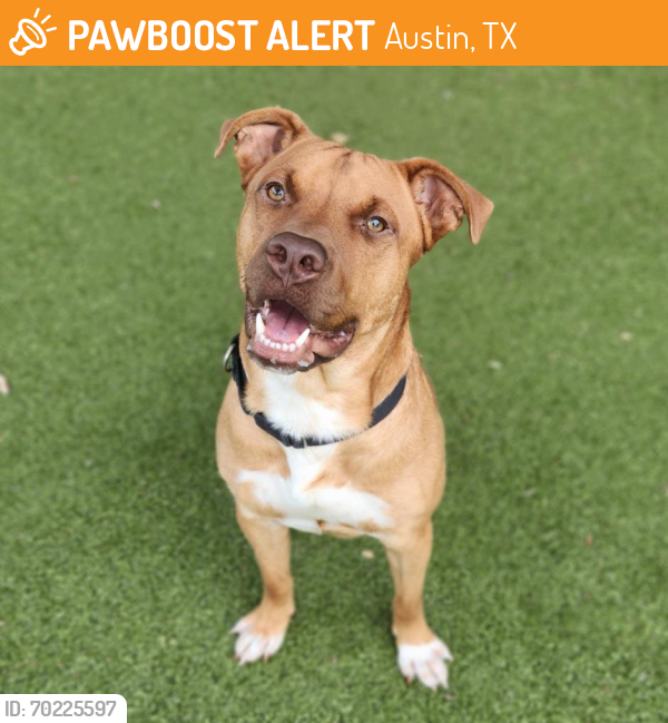 Shelter Stray Male Dog last seen Near BLOCK WOODLAND AVENUE, Austin, TX 78702