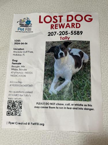 Lost Female Dog last seen Anclote Blvd, Holiday, FL 34691