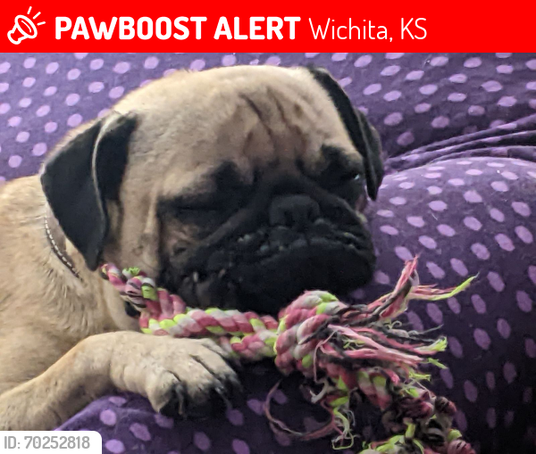 Lost Female Dog last seen 31st and Meridian, Wichita, KS 67217