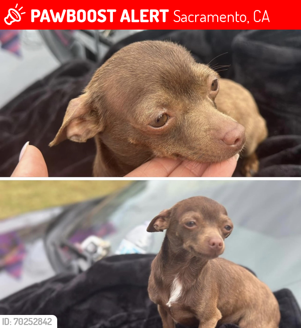 Lost Female Dog last seen Point reyes way, Sacramento, CA 95826