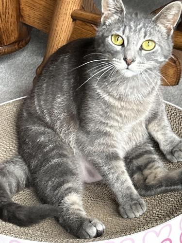 Lost Female Cat last seen Morningside Ct & Colonial Pkwy, Saukville, WI 53080