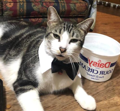 Lost Male Cat last seen Nickaburr Creek Dr & Chrred Pine Dr & cross from HEB, Montgomery County, TX 77354