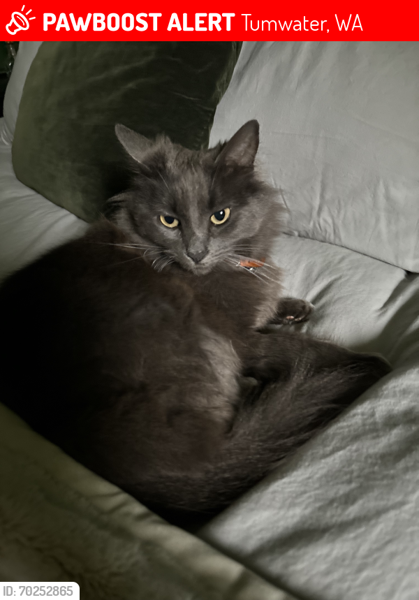 Lost Female Cat last seen N 6th Ave and Emerson St SW, Tumwater, WA 98512