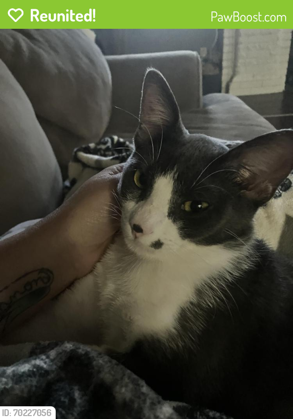 Reunited Male Cat last seen NW 37th and Indiana , Oklahoma City, OK 73118