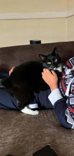 Lost Female Cat last seen Count street, Oldham Road, Prince street, Greater Manchester, England OL16 5LN