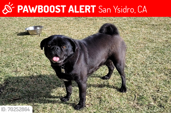 Lost Male Dog last seen Near San Ysidro Middle on Beyer, San Ysidro, CA 92173