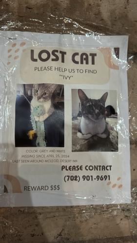 Lost Female Cat last seen Desert inn and mcleod Dr , Paradise, NV 89121