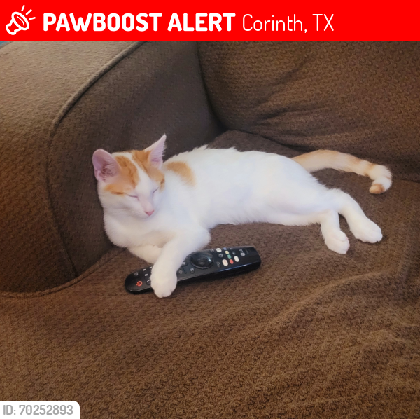 Lost Male Cat last seen Meadowview Dr. Park, Corinth, TX 76210