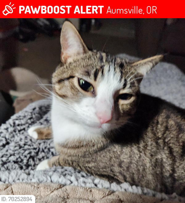 Lost Male Cat last seen Between Delmar & Olney on 8th St, Aunsville, Aumsville, OR 97325