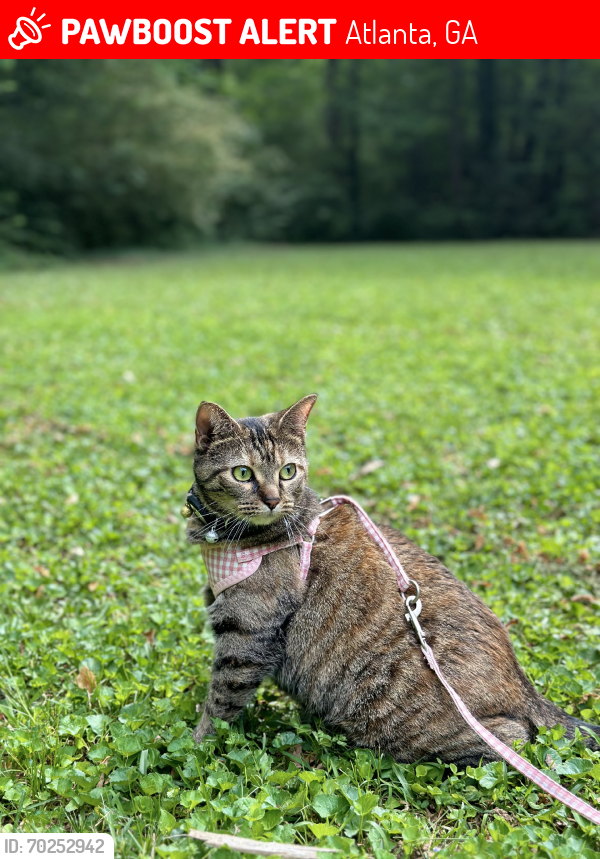 Lost Female Cat last seen In the wooded area, Atlanta, GA 30324