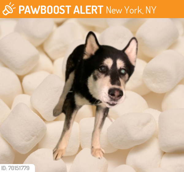 Shelter Stray Male Dog last seen Near E 229 Street, BRONX, NY, 10466, New York, NY 10029