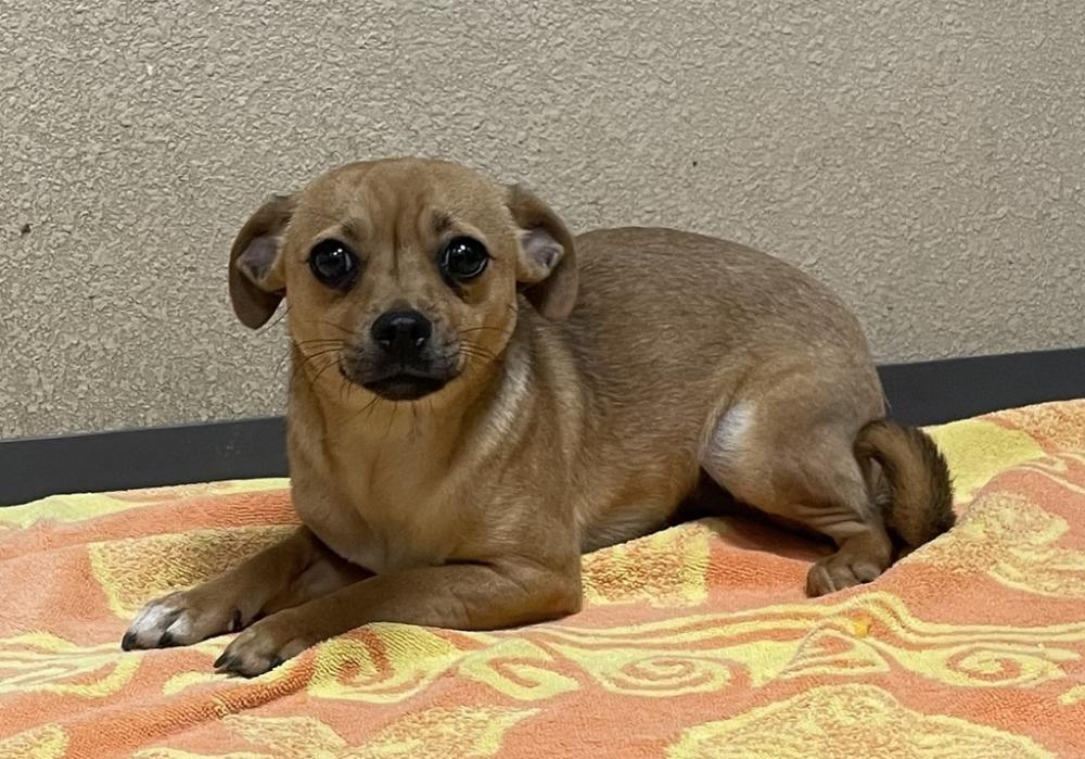 Shelter Stray Female Dog last seen Near Vista Way, Oceanside, CA, 92054, San Diego, CA 92110